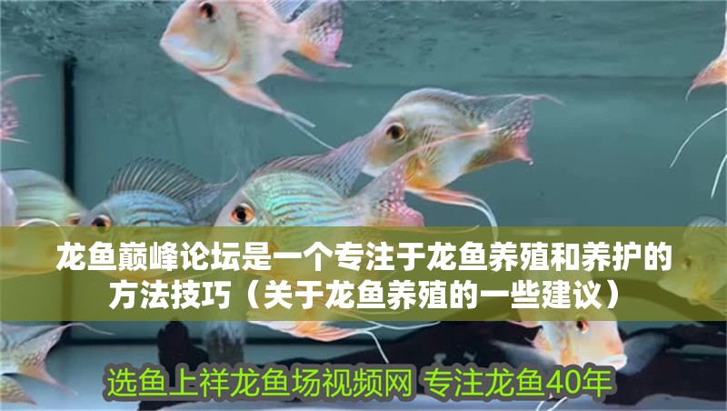 龍魚巔峰論壇是一個專注于龍魚養(yǎng)殖和養(yǎng)護的方法技巧（關于龍魚養(yǎng)殖的一些建議）