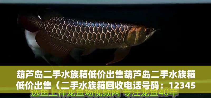 葫蘆島二手水族箱低價(jià)出售葫蘆島二手水族箱低價(jià)出售（二手水族箱回收電話號(hào)碼：1234567890）