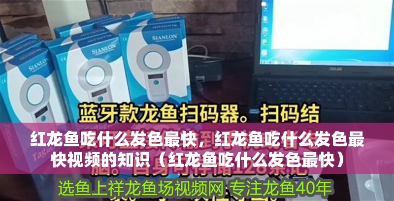 紅龍魚吃什么發(fā)色最快，紅龍魚吃什么發(fā)色最快視頻的知識（紅龍魚吃什么發(fā)色最快）