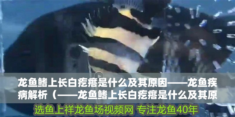 龍魚鰭上長白疙瘩是什么及其原因——龍魚疾病解析（——龍魚鰭上長白疙瘩是什么及其原因）