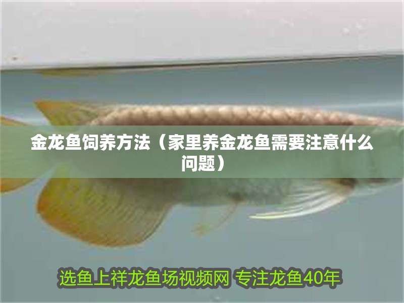 金龍魚飼養(yǎng)方法（家里養(yǎng)金龍魚需要注意什么問題）