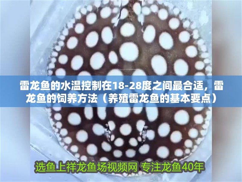 雷龍魚的水溫控制在18-28度之間最合適，雷龍魚的飼養(yǎng)方法（養(yǎng)殖雷龍魚的基本要點(diǎn)）