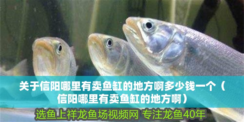 關于信陽哪里有賣魚缸的地方啊多少錢一個（信陽哪里有賣魚缸的地方啊）