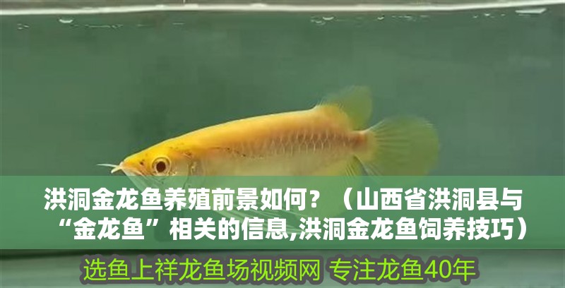 洪洞金龍魚養(yǎng)殖前景如何？（山西省洪洞縣與“金龍魚”相關(guān)的信息,洪洞金龍魚飼養(yǎng)技巧）