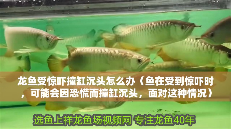 龍魚受驚嚇撞缸沉頭怎么辦（魚在受到驚嚇時，可能會因恐慌而撞缸沉頭，面對這種情況）