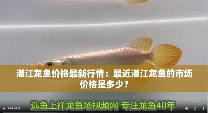 湛江龍魚價(jià)格最新行情：最近湛江龍魚的市場(chǎng)價(jià)格是多少？