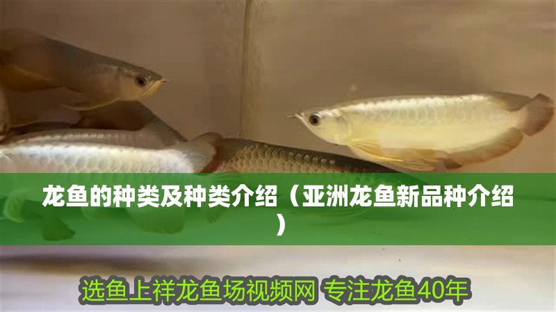 龍魚的種類及種類介紹（亞洲龍魚新品種介紹）