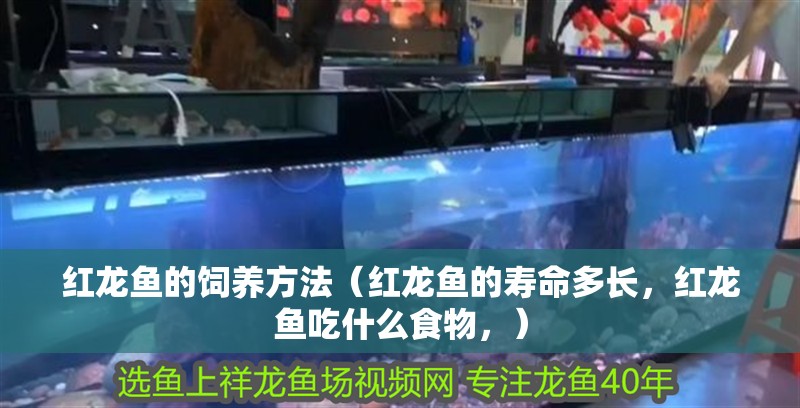 紅龍魚的飼養方法（紅龍魚的壽命多長，紅龍魚吃什么食物，）