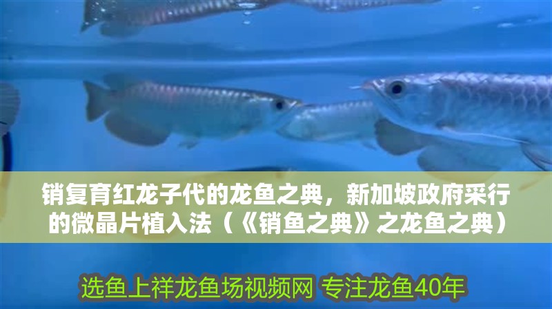 銷復(fù)育紅龍子代的龍魚之典，新加坡政府采行的微晶片植入法（《銷魚之典》之龍魚之典）