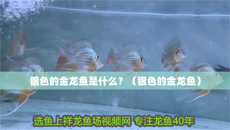 銀色的金龍魚是什么？（銀色的金龍魚）
