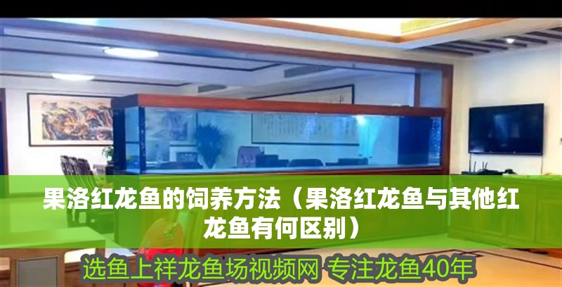 果洛紅龍魚的飼養方法（果洛紅龍魚與其他紅龍魚有何區別）