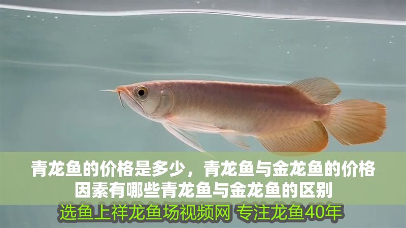 青龍魚的價格是多少，青龍魚與金龍魚的價格因素有哪些青龍魚與金龍魚的區別