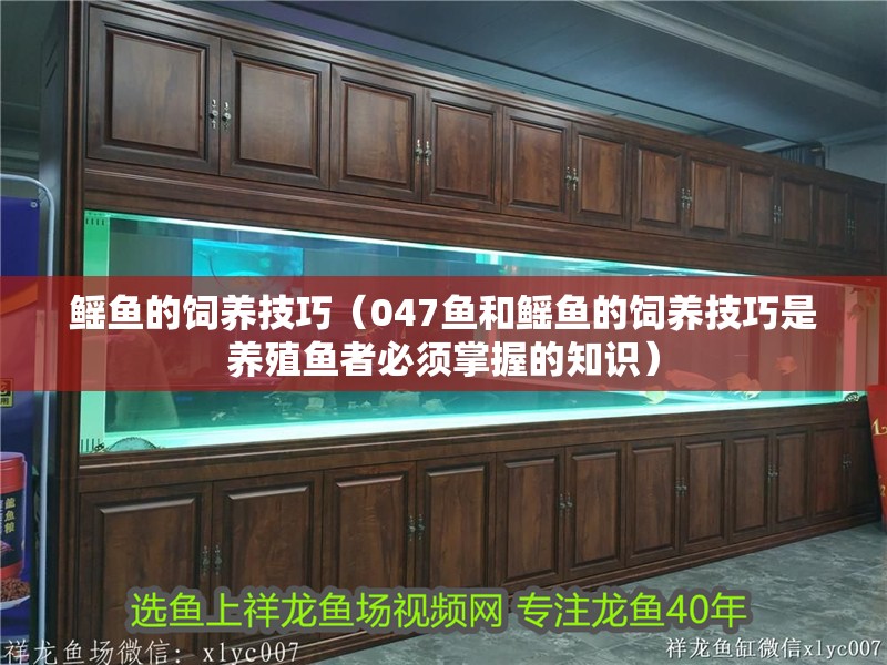 鰩魚的飼養(yǎng)技巧（047魚和鰩魚的飼養(yǎng)技巧是養(yǎng)殖魚者必須掌握的知識）