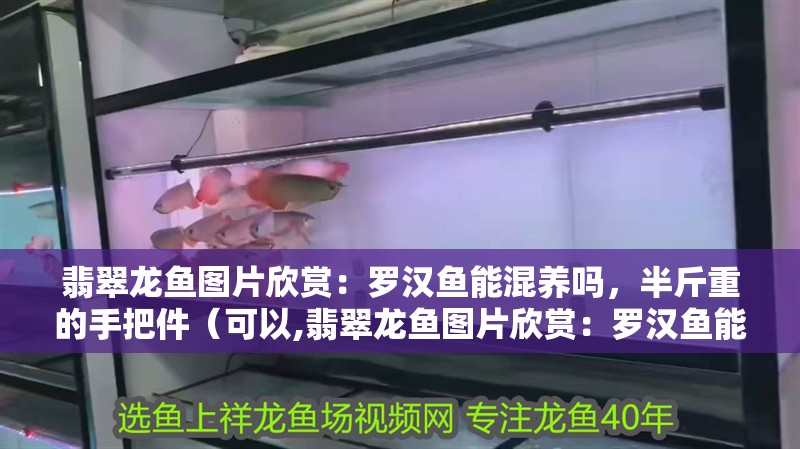 翡翠龍魚圖片欣賞：羅漢魚能混養(yǎng)嗎，半斤重的手把件（可以,翡翠龍魚圖片欣賞：羅漢魚能混養(yǎng)嗎）