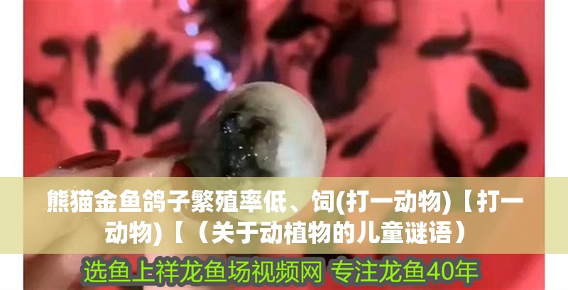 熊貓金魚鴿子繁殖率低、飼(打一動物)【打一動物)【（關于動植物的兒童謎語）