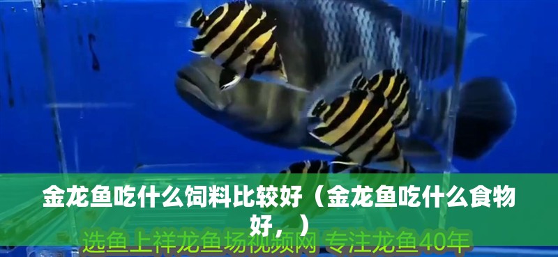 金龍魚吃什么飼料比較好（金龍魚吃什么食物好，）