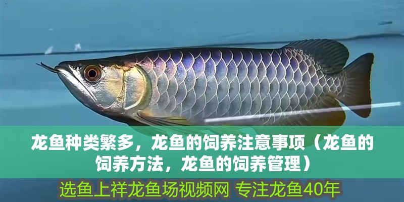 龍魚種類繁多，龍魚的飼養注意事項（龍魚的飼養方法，龍魚的飼養管理）