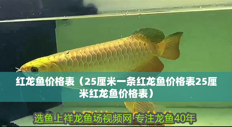 紅龍魚價格表（25厘米一條紅龍魚價格表25厘米紅龍魚價格表）