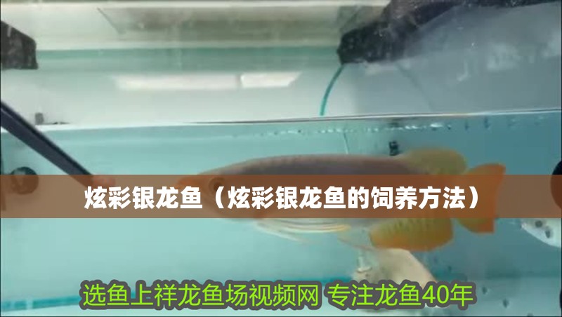 炫彩銀龍魚（炫彩銀龍魚的飼養方法）