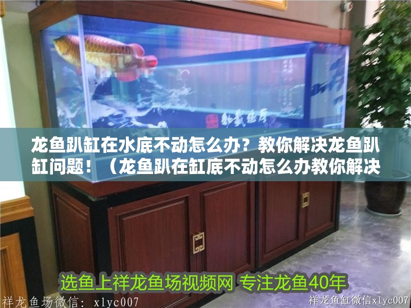 龍魚趴缸在水底不動怎么辦？教你解決龍魚趴缸問題！（龍魚趴在缸底不動怎么辦教你解決龍魚趴缸問題）