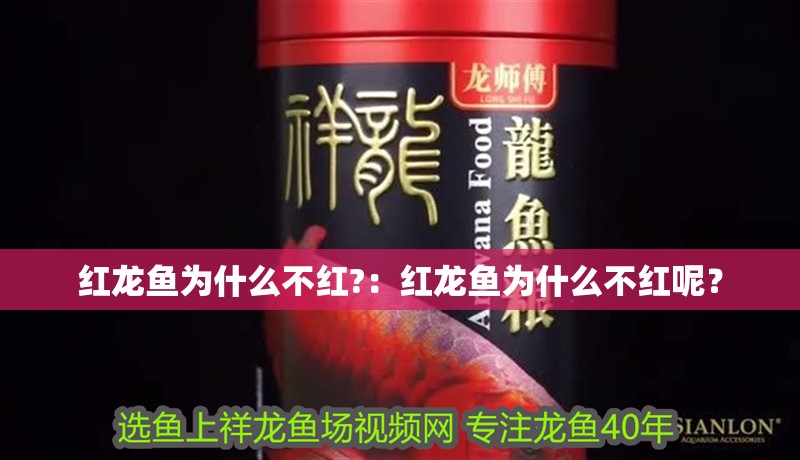 紅龍魚為什么不紅?：紅龍魚為什么不紅呢？