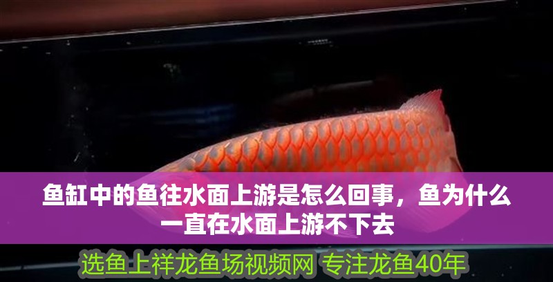 魚缸中的魚往水面上游是怎么回事，魚為什么一直在水面上游不下去