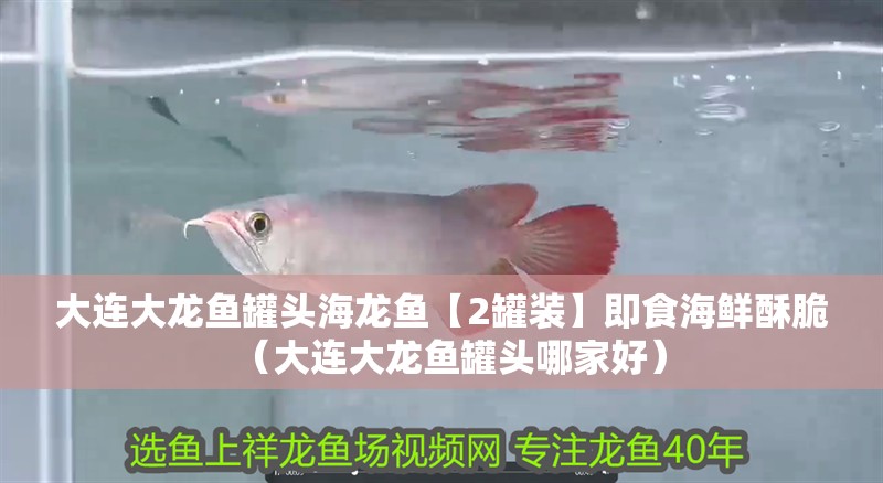 大連大龍魚罐頭海龍魚【2罐裝】即食海鮮酥脆（大連大龍魚罐頭哪家好）