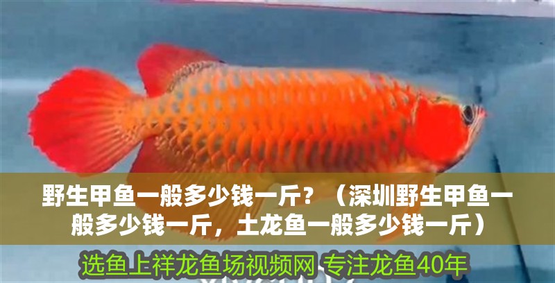 野生甲魚一般多少錢一斤？（深圳野生甲魚一般多少錢一斤，土龍魚一般多少錢一斤） 野生甲魚一般多少錢一斤？（深圳野生甲魚一般多少錢一斤，土龍魚一般多少錢一斤） 觀賞魚百科