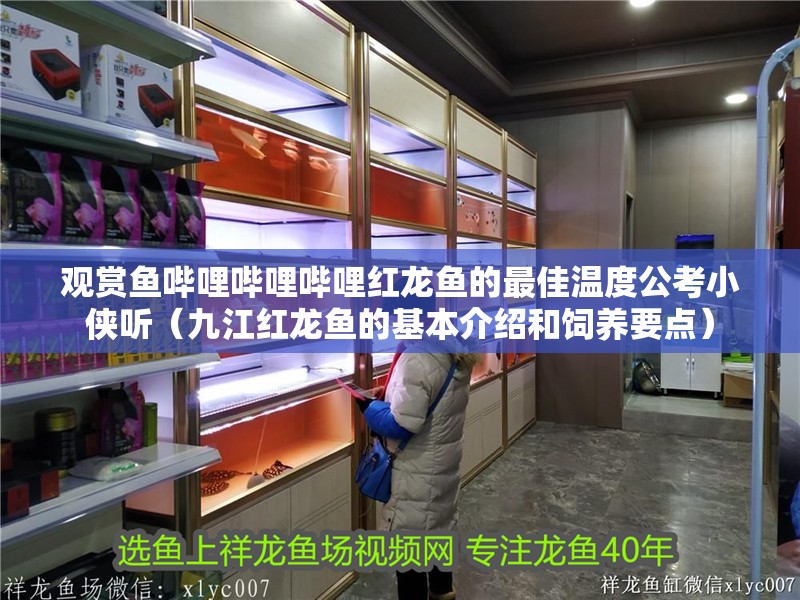 觀賞魚嗶哩嗶哩嗶哩紅龍魚的最佳溫度公考小俠聽（九江紅龍魚的基本介紹和飼養要點）