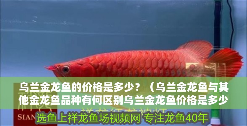 烏蘭金龍魚的價(jià)格是多少？（烏蘭金龍魚與其他金龍魚品種有何區(qū)別烏蘭金龍魚價(jià)格是多少）