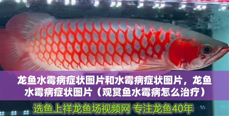 龍魚(yú)水霉病癥狀圖片和水霉病癥狀圖片，龍魚(yú)水霉病癥狀圖片（觀賞魚(yú)水霉病怎么治療）