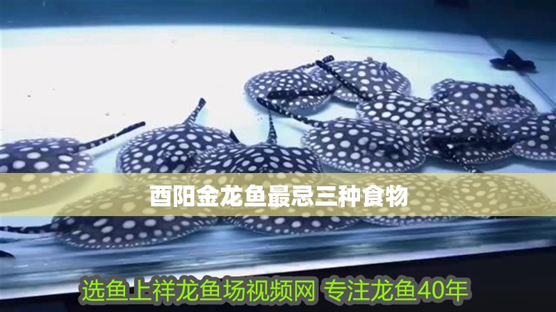 酉陽金龍魚最忌三種食物