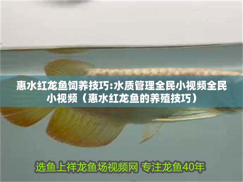 惠水紅龍魚飼養(yǎng)技巧:水質(zhì)管理全民小視頻全民小視頻（惠水紅龍魚的養(yǎng)殖技巧）