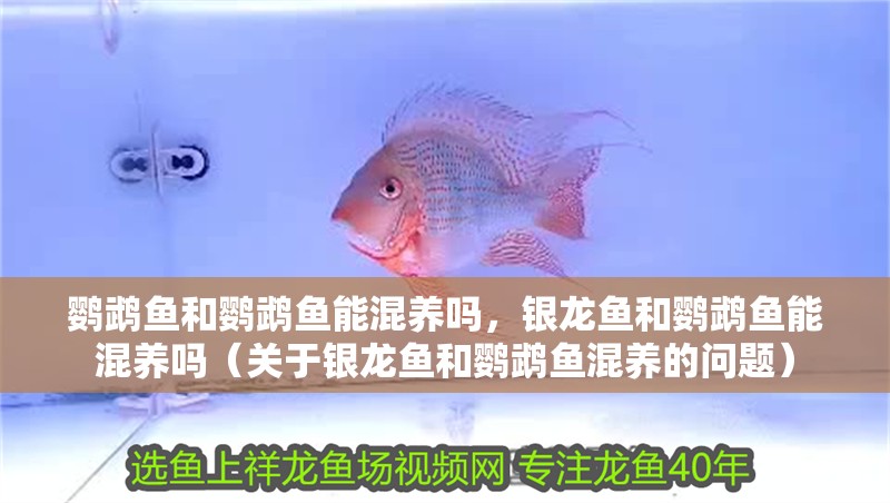 鸚鵡魚和鸚鵡魚能混養嗎，銀龍魚和鸚鵡魚能混養嗎（關于銀龍魚和鸚鵡魚混養的問題） 鸚鵡魚和鸚鵡魚能混養嗎，銀龍魚和鸚鵡魚能混養嗎（關于銀龍魚和鸚鵡魚混養的問題） 觀賞魚百科 第4張