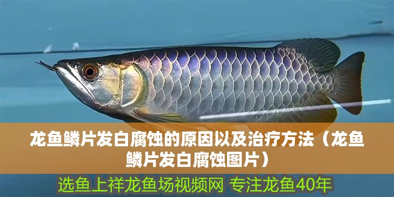 龍魚鱗片發白腐蝕的原因以及治療方法（龍魚鱗片發白腐蝕圖片）