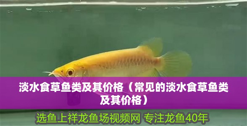 淡水食草魚類及其價格（常見的淡水食草魚類及其價格）
