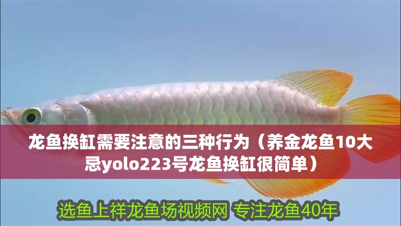 龍魚換缸需要注意的三種行為（養金龍魚10大忌yolo223號龍魚換缸很簡單）