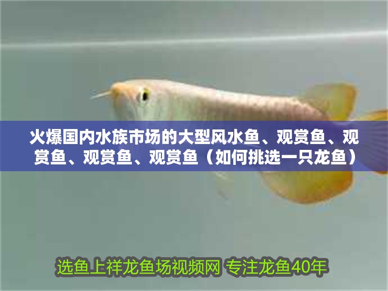 火爆國內水族市場的大型風水魚、觀賞魚、觀賞魚、觀賞魚、觀賞魚（如何挑選一只龍魚）