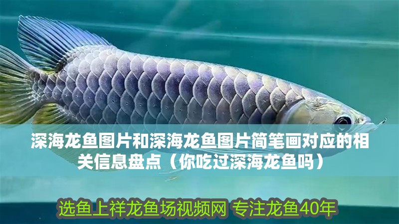 深海龍魚圖片和深海龍魚圖片簡筆畫對應的相關信息盤點（你吃過深海龍魚嗎）