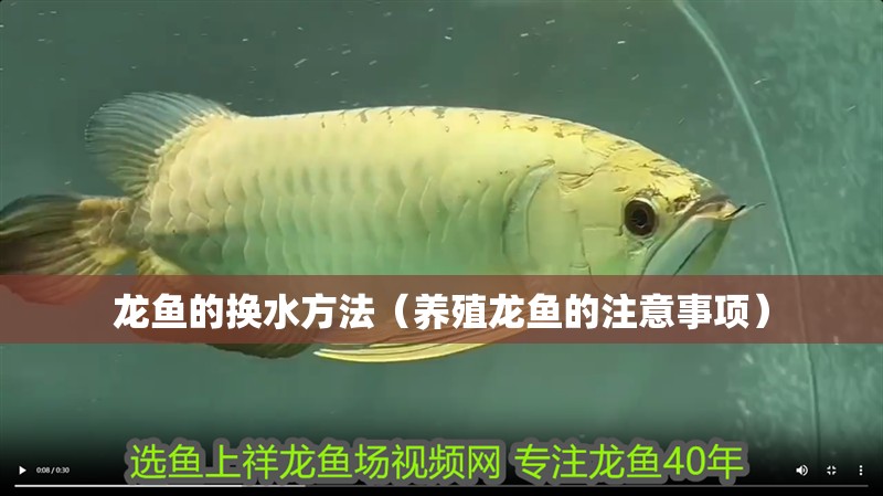 龍魚(yú)的換水方法（養(yǎng)殖龍魚(yú)的注意事項(xiàng)）