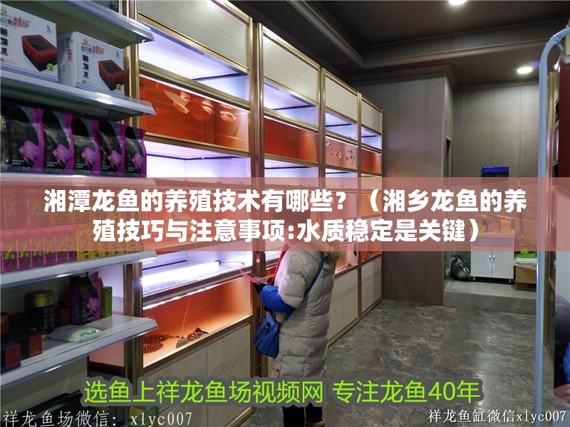 湘潭龍魚的養(yǎng)殖技術(shù)有哪些？（湘鄉(xiāng)龍魚的養(yǎng)殖技巧與注意事項(xiàng):水質(zhì)穩(wěn)定是關(guān)鍵）