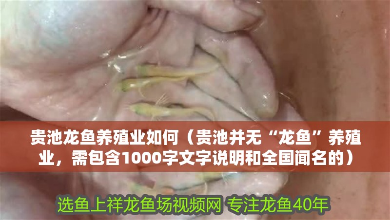 貴池龍魚養殖業如何（貴池并無“龍魚”養殖業，需包含1000字文字說明和全國聞名的）