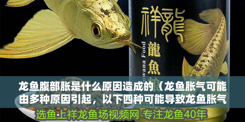 龍魚腹部脹是什么原因造成的（龍魚脹氣可能由多種原因引起，以下四種可能導致龍魚脹氣）