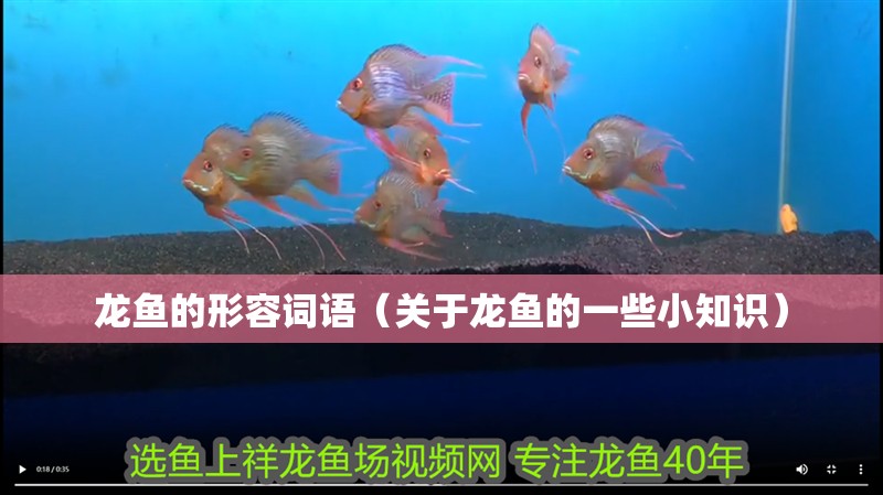 龍魚的形容詞語（關于龍魚的一些小知識）