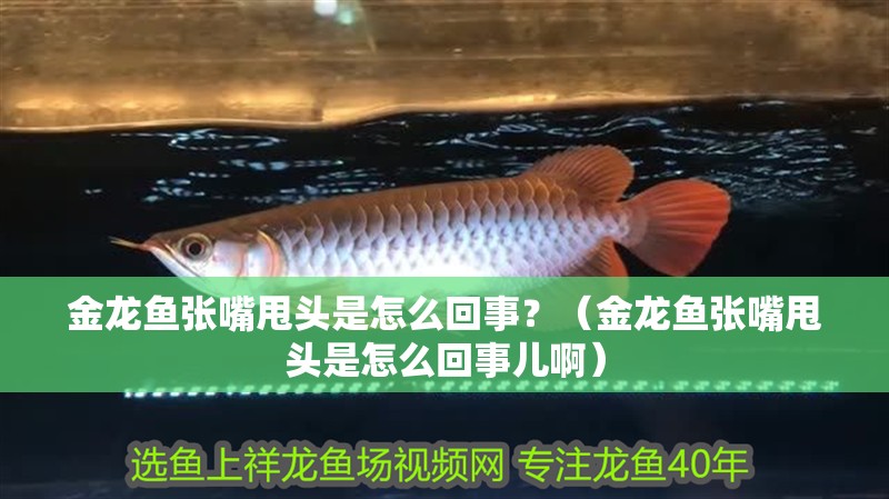 金龍魚張嘴甩頭是怎么回事？（金龍魚張嘴甩頭是怎么回事兒啊）