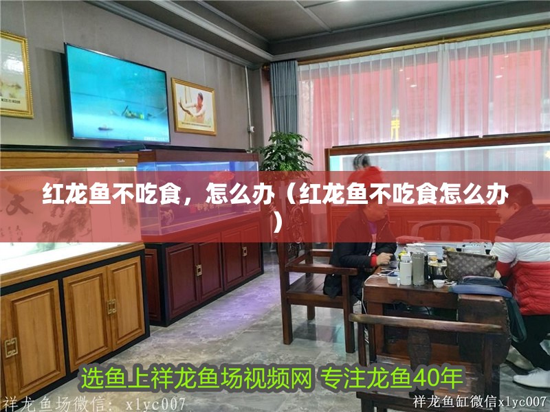 紅龍魚不吃食，怎么辦（紅龍魚不吃食怎么辦）