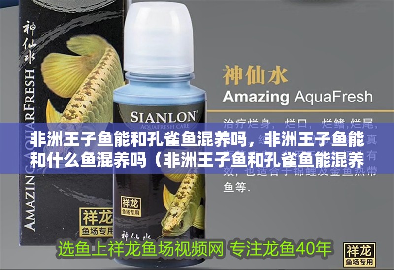 非洲王子魚能和孔雀魚混養嗎，非洲王子魚能和什么魚混養嗎（非洲王子魚和孔雀魚能混養嗎）