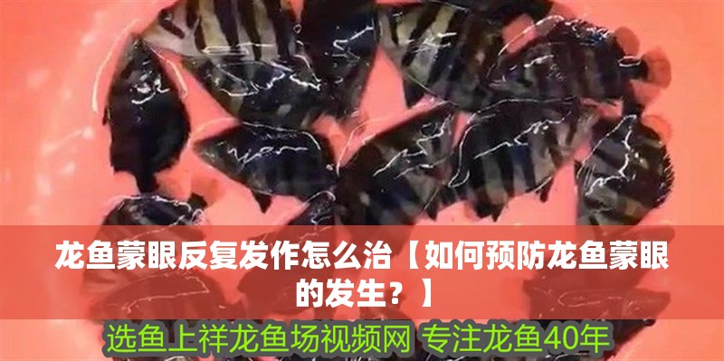 龍魚蒙眼反復(fù)發(fā)作怎么治【如何預(yù)防龍魚蒙眼的發(fā)生？】