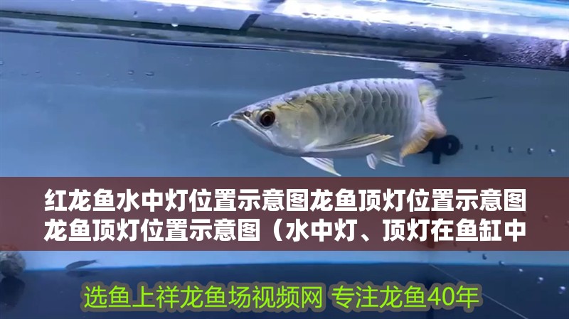紅龍魚(yú)水中燈位置示意圖龍魚(yú)頂燈位置示意圖龍魚(yú)頂燈位置示意圖（水中燈、頂燈在魚(yú)缸中如何擺放？）