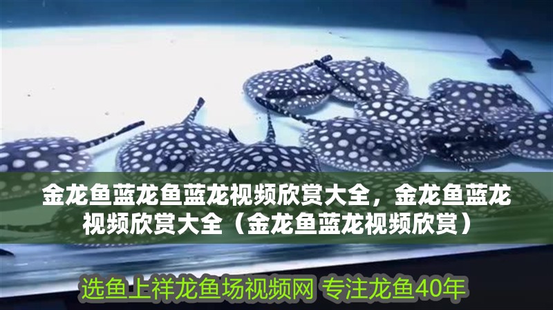 金龍魚藍龍魚藍龍視頻欣賞大全，金龍魚藍龍視頻欣賞大全（金龍魚藍龍視頻欣賞）